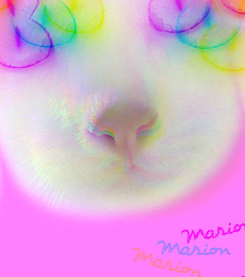 MIAOUUUUUUUU