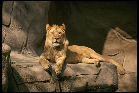lion le roi de la jungle