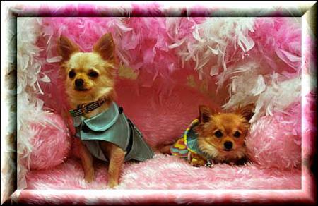 petit chien dans les plumes